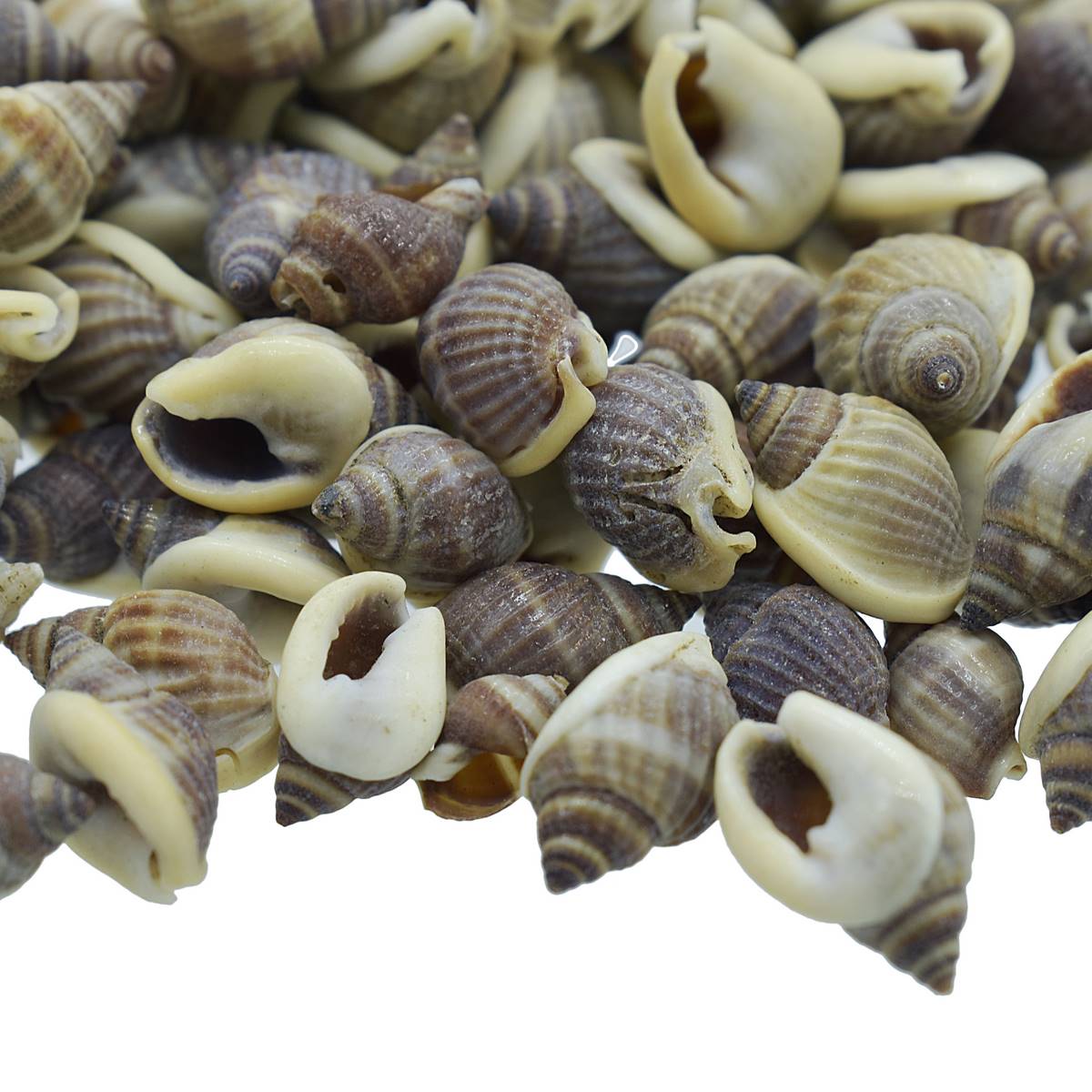 Shells Vietnam Brown Kaka Mooki 100gm SAV-67