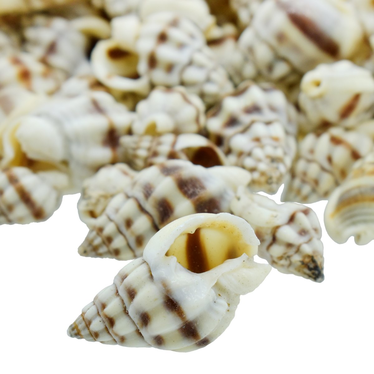 Shells Vari kaka Mukku 100gm SAVK-37