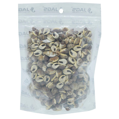 Shells Vietnam Brown Kaka Mooki 100gm SAV-67